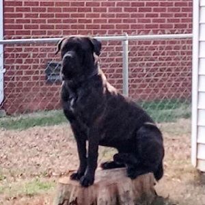 Meet your Posher, Davion